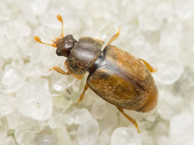 Epuraea melanocephala (Marsham, 1802)